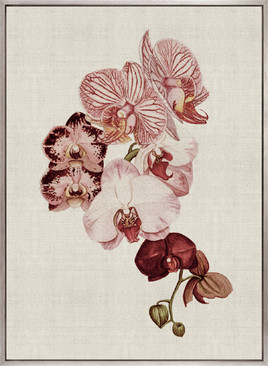 Delicate Orchid Bouquet I (Canvas)