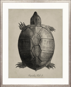 Vintage Turtle Study III