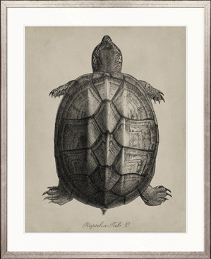 Vintage Turtle Study IV
