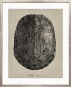 Vintage Turtle Study V
