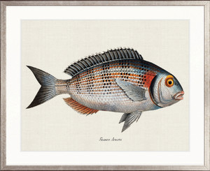 Cape Bayeau Fish II