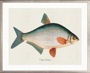 Cape Bayeau Fish VI