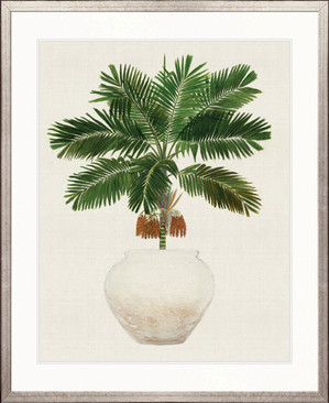 Palm Beauty II