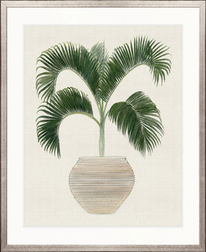 Palm Beauty III