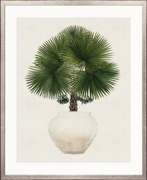 Palm Beauty IV