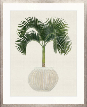 Palm Beauty VI