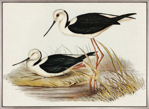 Vintage Waterbird VII (Canvas)
