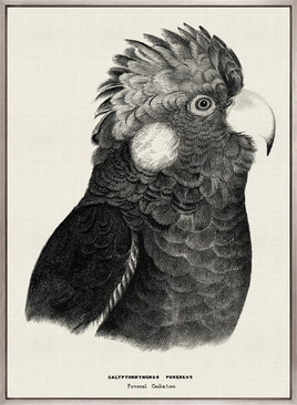 Bird Beauty IV (Canvas)