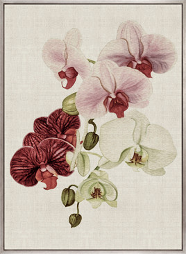 Delicate Orchid Bouquet III Canvas