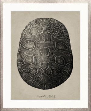 Vintage Turtle Study I