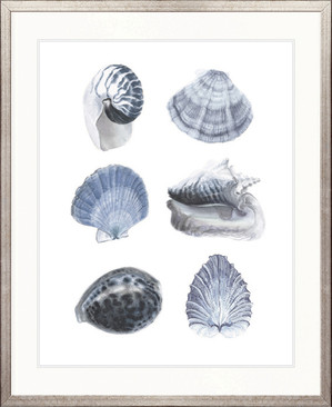 Seashell Collage V