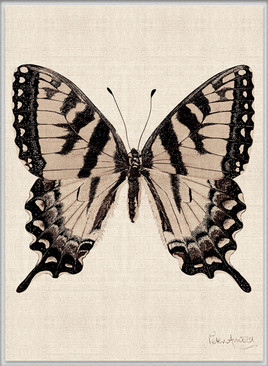 Fanciful Butterfly IX (Canvas)