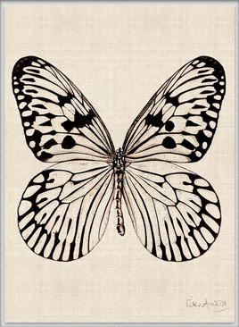Fanciful Butterfly X (Canvas)