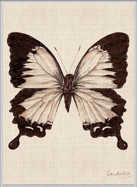 Fanciful Butterfly XII (Canvas)
