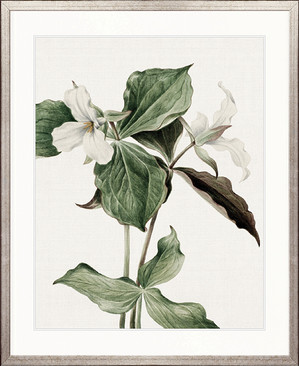 Phillipson Floral III