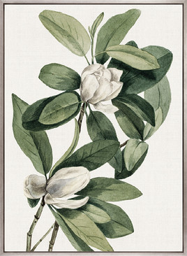 Phillipson Floral IV (Canvas)