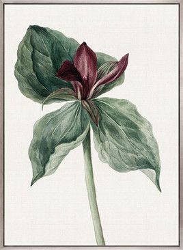 Phillipson Floral V (Canvas)