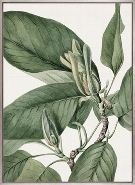 Phillipson Floral VII (Canvas)