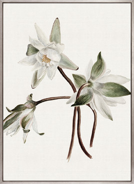 Phillipson Floral VIII (Canvas)