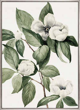 Phillipson Floral XI (Canvas)