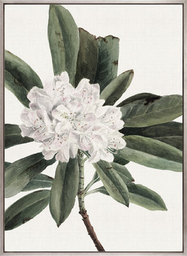 Phillipson Floral XII (Canvas)
