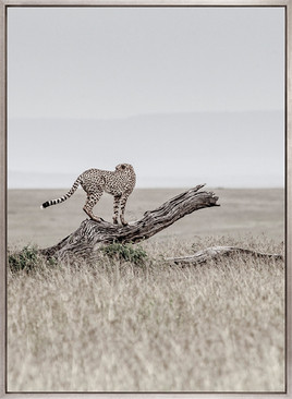 Wild Safari IV (Canvas)