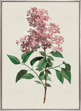 Tiverton Floral IV (Canvas)