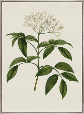 Tiverton Floral V (Canvas)