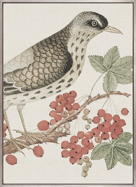 Ariala Bird III (Canvas)