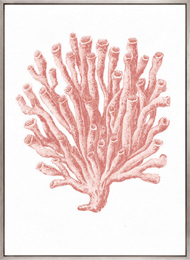 Ashford Soft Coral II (Canvas)
