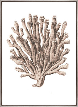 Ashford Soft Coral VI (Canvas)