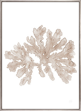 Soft Caribbean Coral VI (Canvas)