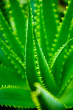 aloe-leaves.jpg aloe-leaves.jpg