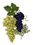 grape-seed-oil.jpg grape-seed-oil.jpg