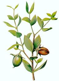 Jojoba-oil.jpg jojoba-oil.jpg