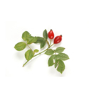 rose-hip-oil.jpg rose-hip-oil.jpg