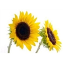 sunflower1.jpg sunflower1.jpg
