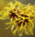 witch-hazel.jpg witch-hazel.jpg
