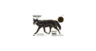 Champion Traps & Targets VisiColor Coyote Target