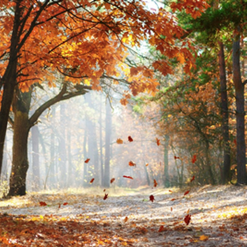 falling leaves fragrance oil
