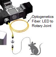 Optogenetics Fiber