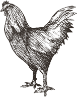 etched-chicken.png