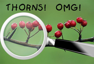 thorns.jpg