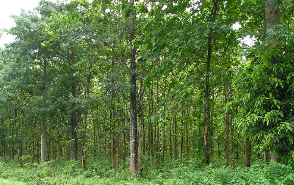 teak-trees-2011-1-600.jpg