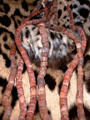 Nigerian Buckside Beads