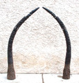 Bamoun Horn Pair