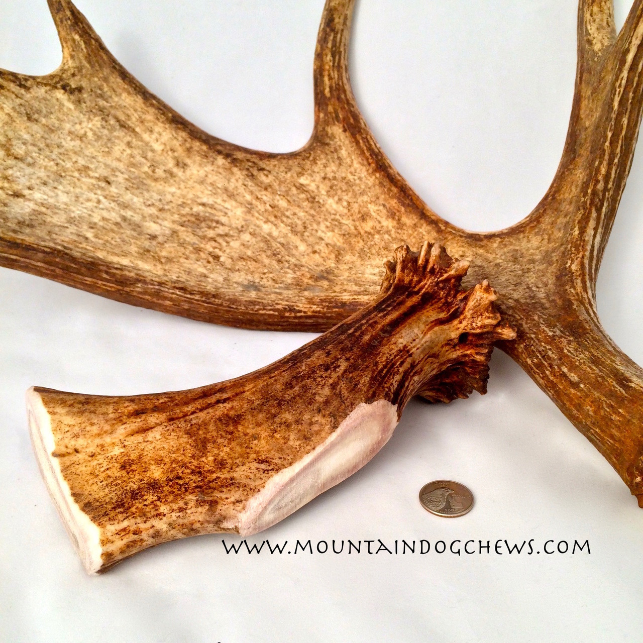 moose antler chews