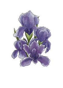 Iris DIGITAL stamp
