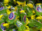 Apple Jolly Ranchers Apple