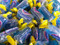 Jolly Ranchers Blue Raspberry Jolly Ranchers